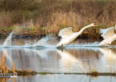 naturfotografie.de - Steinhuder Meer