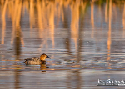 naturfotografie.de - Steinhuder Meer