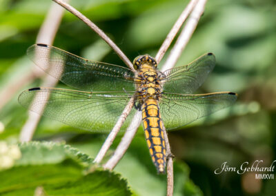 naturfotografie.de - Steinhuder Meer