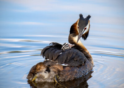 naturfotografie.de - Steinhuder Meer