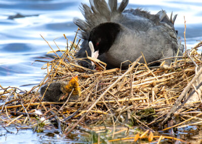 naturfotografie.de - Steinhuder Meer