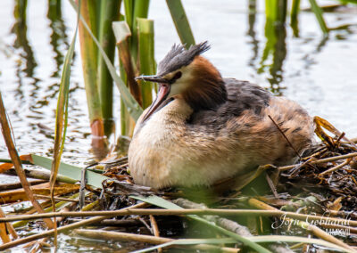 naturfotografie.de - Steinhuder Meer