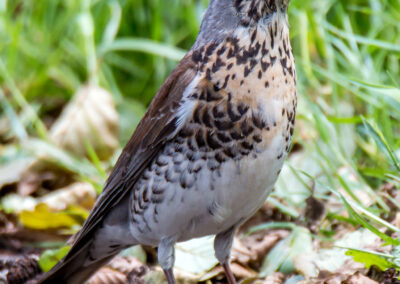 naturfotografie.de - Steinhuder Meer