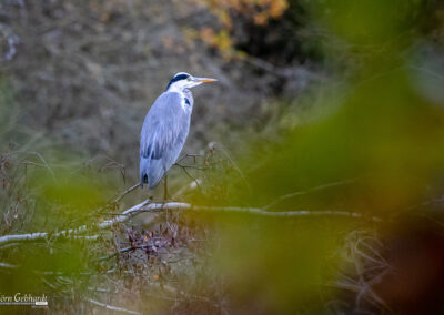 naturfotografie.de - Steinhuder Meer