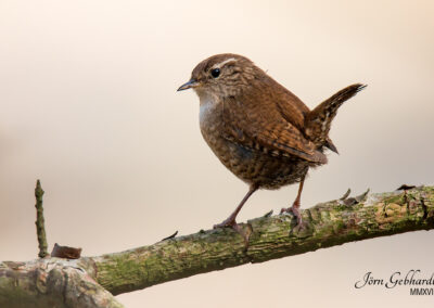 naturfotografie.de - Steinhuder Meer