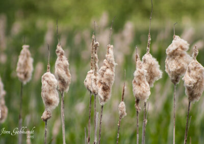 naturfotografie.de - Steinhuder Meer