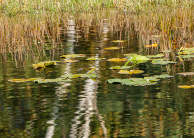 naturfotografie.de - Steinhuder Meer