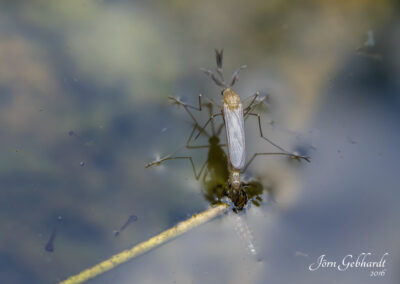 naturfotografie.de - Steinhuder Meer