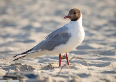naturfotografie.de - Sylt Nord