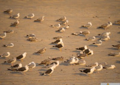 naturfotografie.de - Sylt Nord