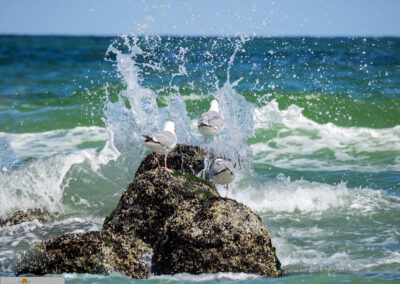 naturfotografie.de - Sylt Nord