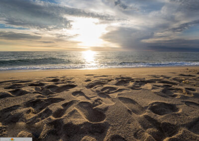 naturfotografie.de - Sylt Nord