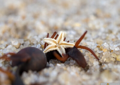naturfotografie.de - Sylt Nord