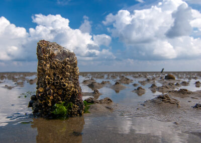 naturfotografie.de - Sylt Nord