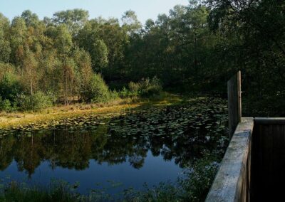 naturfotografie.de - Steinhuder Meer