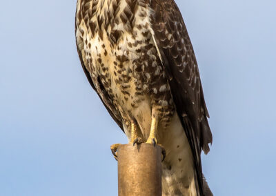 naturfotografie.de . Bussard