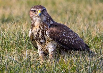 naturfotografie.de . Bussard