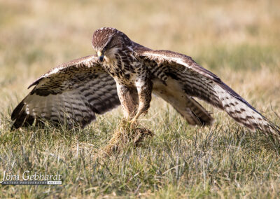 naturfotografie.de . Bussard