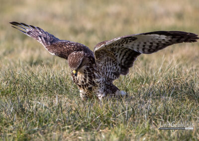 naturfotografie.de . Bussard