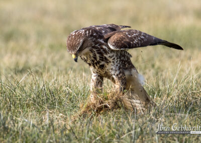 naturfotografie.de . Bussard