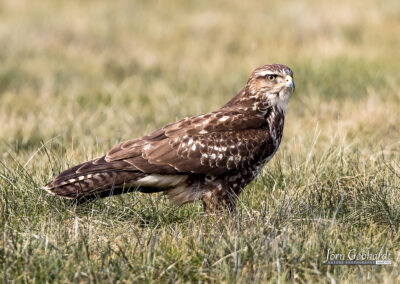 naturfotografie.de . Bussard