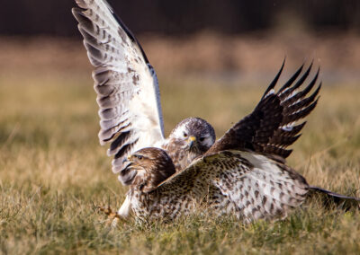 naturfotografie.de . Bussard