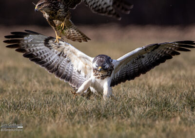 naturfotografie.de . Bussard