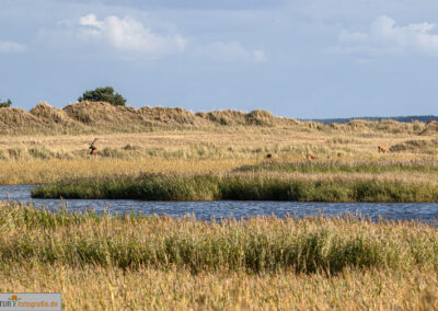 naturfotografie.de - Hirsche Darß