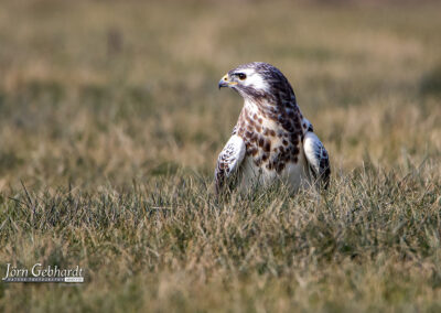 naturfotografie.de . Bussard