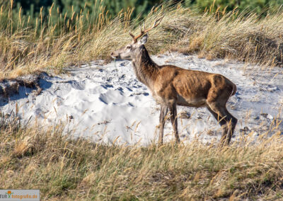 naturfotografie.de - Hirsche Darß