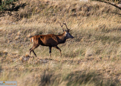 naturfotografie.de - Hirsche Darß