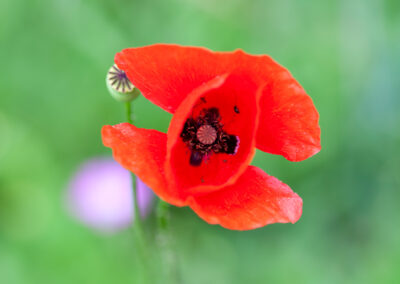 naturfotografie.de - Flora