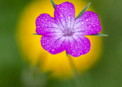 naturfotografie.de - Flora