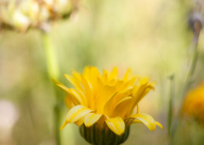 naturfotografie.de - Flora