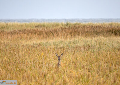 naturfotografie.de - Hirsche Darß