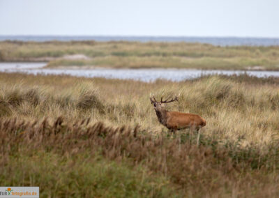 naturfotografie.de - Hirsche Darß