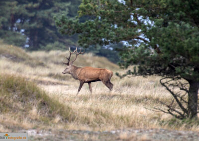 naturfotografie.de - Hirsche Darß