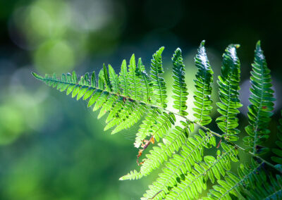 naturfotografie.de - Flora