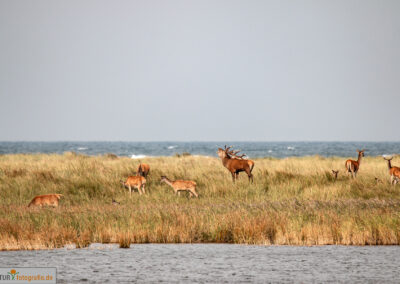 naturfotografie.de - Hirsche Darß