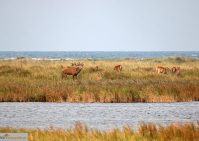 naturfotografie.de - Hirsche Darß