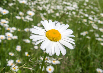 naturfotografie.de - Flora