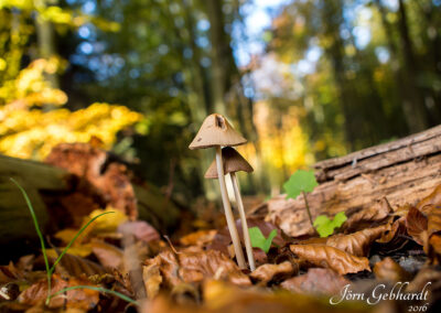 naturfotografie.de - Flora