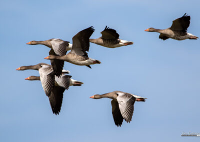 naturfotografie.de - Fischland-Darß-Zingst