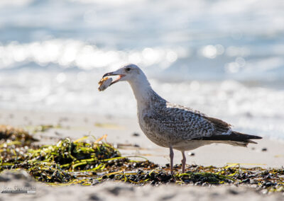 naturfotografie.de - Fischland-Darß-Zingst