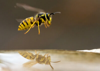 naturfotografie.de - Wespenfotografie