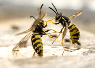 naturfotografie.de - Wespenfotografie