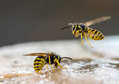 naturfotografie.de - Wespenfotografie