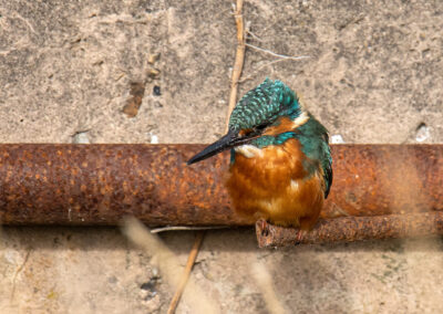 naturfotografie.de - Fischland-Darß-Zingst