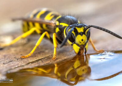 naturfotografie.de - Wespenfotografie