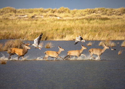 naturfotografie.de - Fischland-Darß-Zingst